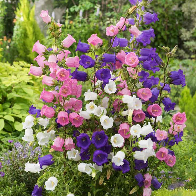 Field Bellflower Seeds – Heirloom Canterbury Bell Perennial Blooms