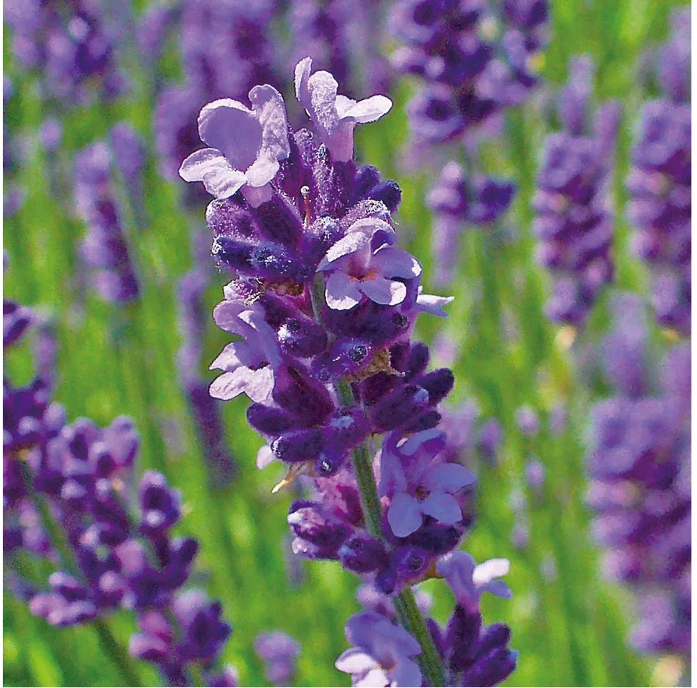 Angustifolia Flower seeds for Planting Vibrant Colors Heirloom & GMO Free Seeds for Home Garden 
 
 Sale