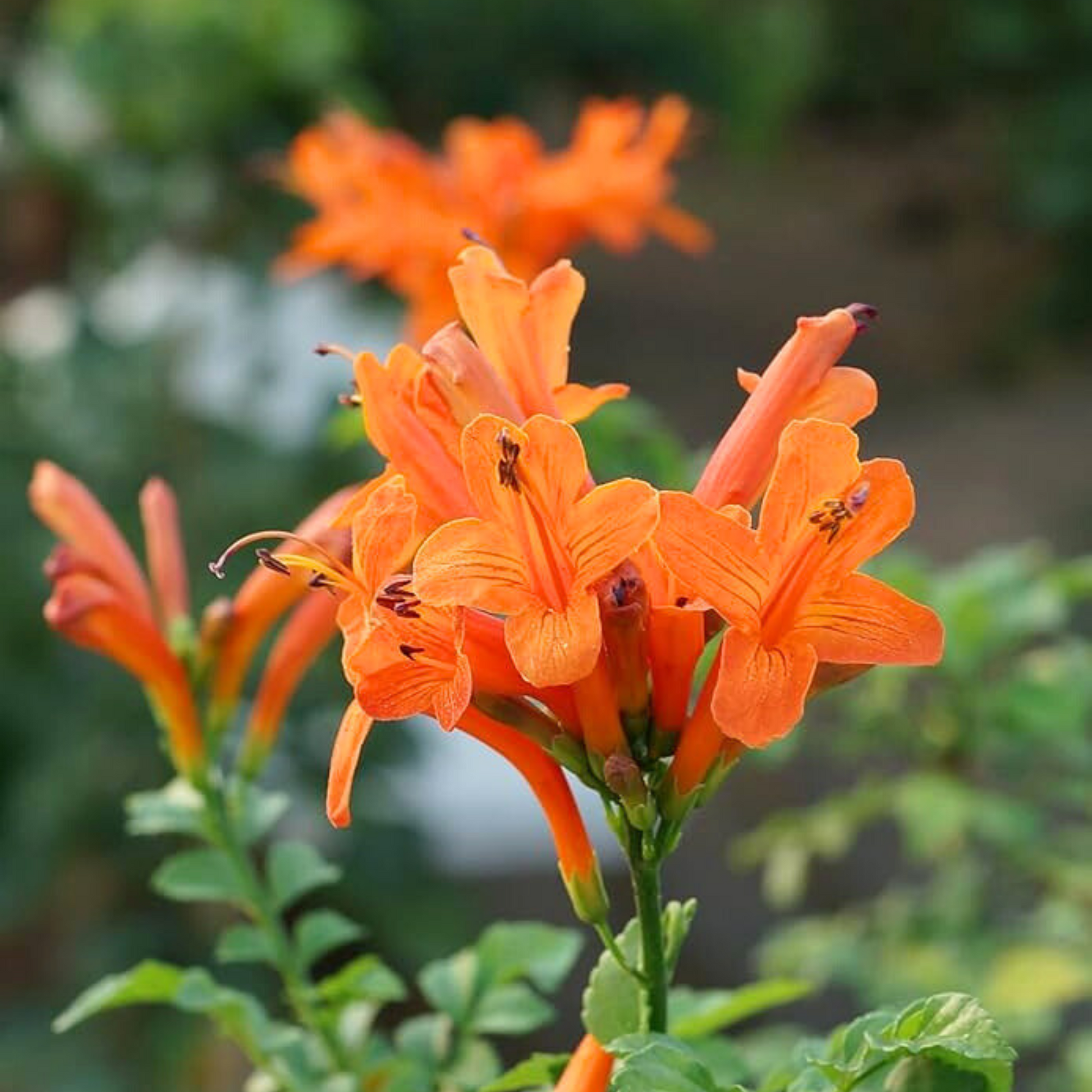 Cape Honeysuckle Flower seeds for Planting Fragrant Blossoms Heirloom & GMO Free Seeds for Home Garden