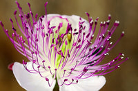 Caper Bush Seeds Capparis spinosa Flinders Rose edible flower shrub
