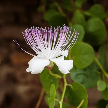 Purple Caper Bush Flower seeds for Planting - Low Maintenance, Heirloom & GMO Free Seeds for Home Garden