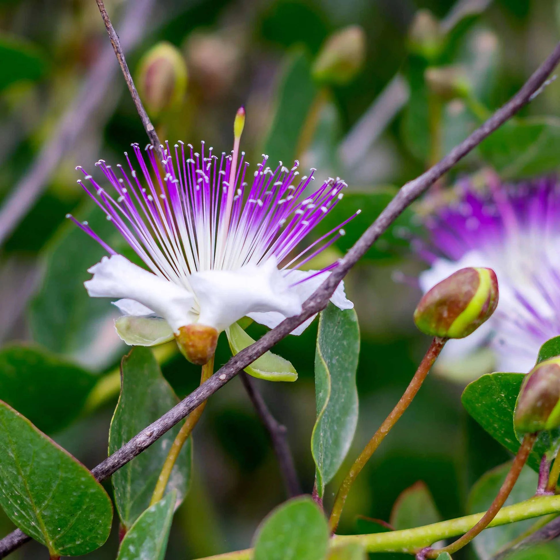 Caper Flower seeds for Planting - Premium Quality, Heirloom & GMO Free Seeds for Home Garden