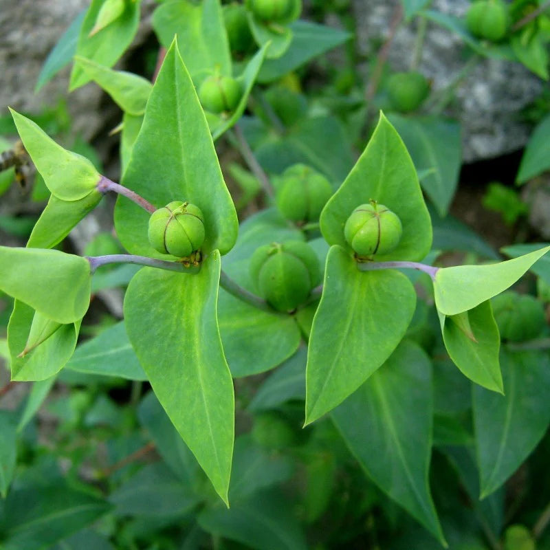 Lathyris Flower seeds for Planting - Compact Growth, Heirloom & GMO Free Seeds for Home Garden