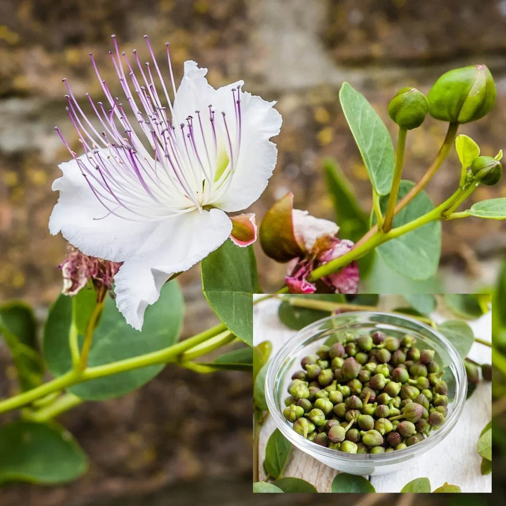 Capparis Flower seeds for Planting - Pollinator Friendly, Heirloom & GMO Free Seeds for Home Garden