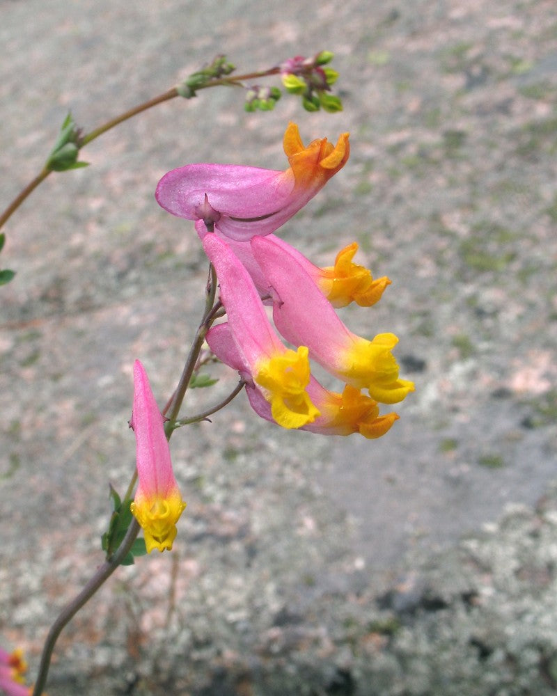 Corydalis Sempervirens Flower seeds for Planting Perfect for Borders Heirloom & GMO Free Seeds for Home Garden
