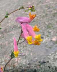 Corydalis Sempervirens Flower seeds for Planting Perfect for Borders Heirloom & GMO Free Seeds for Home Garden