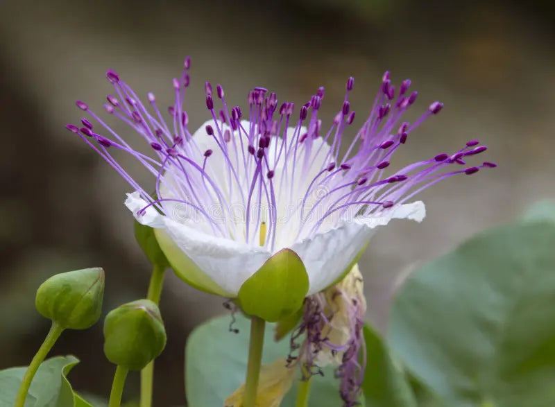 Capparis Spinosa Flower seeds for Planting - Wildflower Mix, Heirloom & GMO Free Seeds for Home Garden