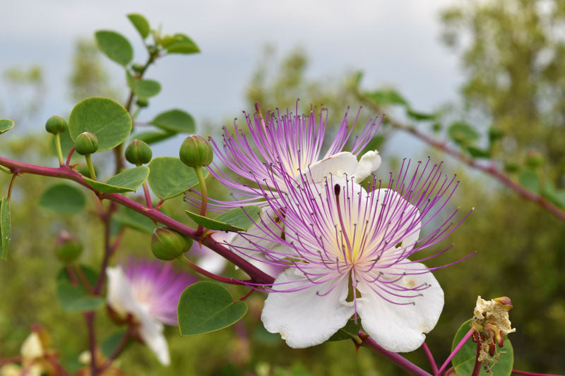 White Caper Bush Flower seeds for Planting - Shade Tolerant, Heirloom & GMO Free Seeds for Home Garden