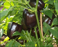 Chocolate Pepper Seeds for Easy Planting