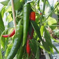 Capsicum annuum seeds for backyard growing