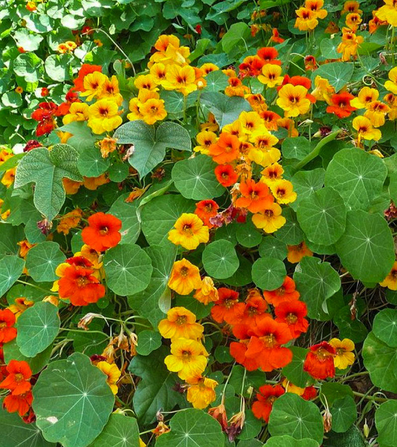 Capuchina Flower seeds for Planting - Perfect for Borders, Heirloom & GMO Free Seeds for Home Garden