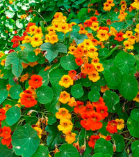 Capuchina Flower seeds for Planting - Perfect for Borders, Heirloom & GMO Free Seeds for Home Garden