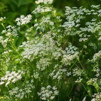 Caraway Flower seeds for Planting Garden Favorite Heirloom & GMO Free Seeds for Home Garden