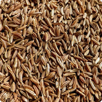 Caraway seeds Arterner Carum carvi plant for home gardening