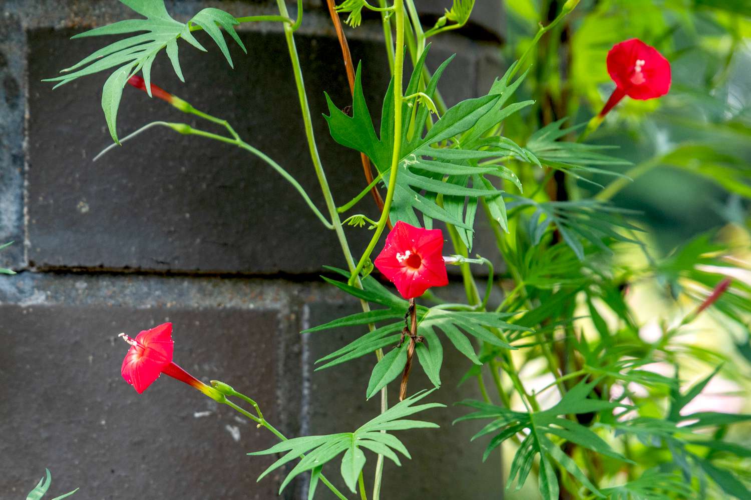 Red Cardinal Climber Flower seeds for Planting - Drought Tolerant, Heirloom & GMO Free Seeds for Home Garden