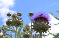 Blue Cardoon Flower Seeds for Easy Planting