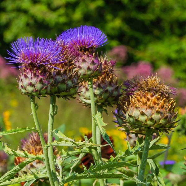 Heirloom Cardo Gigante Flower seeds for Planting Shade Tolerant Heirloom & GMO Free Seeds for Home Garden