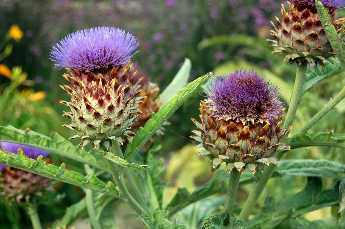 Blue Cardoon Flower seeds for Planting - Cottage Garden Essential, Heirloom & GMO Free Seeds for Home Garden