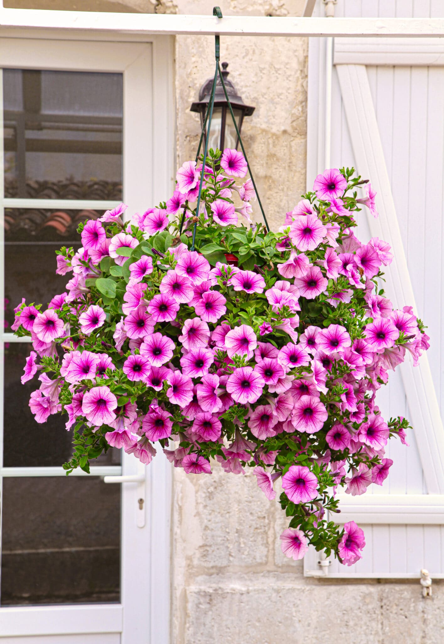Pink Purple Hanging Petunia Seeds for Planting Heirloom NONGMO Flower Seeds for Beautiful Blooms Wildflower Mix 
 
 Sale