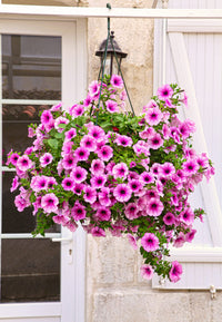 Pink Purple Hanging Petunia Seeds for Planting Heirloom NONGMO Flower Seeds for Beautiful Blooms Wildflower Mix 
 
 Sale
