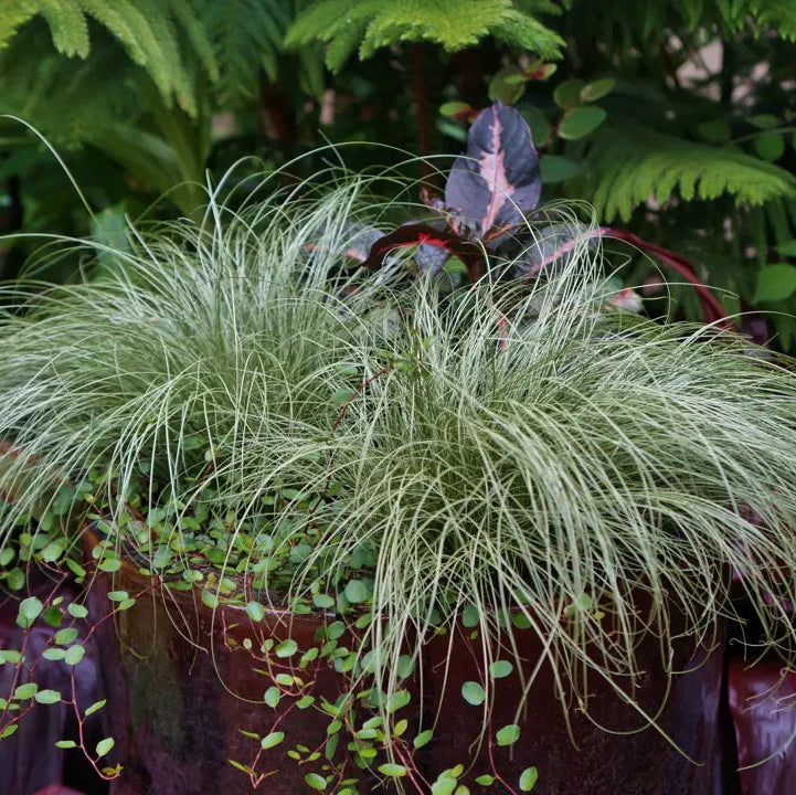 Carex Comans Flower seeds for Planting - Easy to Grow, Heirloom & GMO Free Seeds for Home Garden
