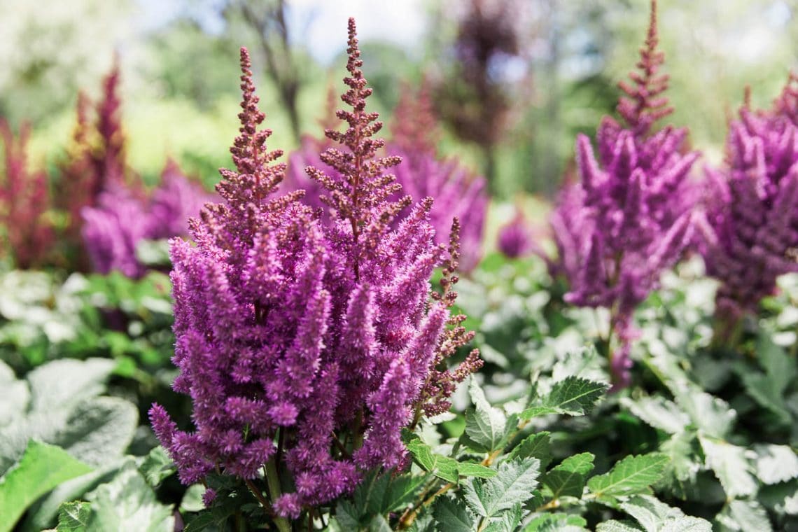 Purple Astilbe Flower seeds for Planting - Shade Tolerant, Heirloom & GMO Free Seeds for Home Garden