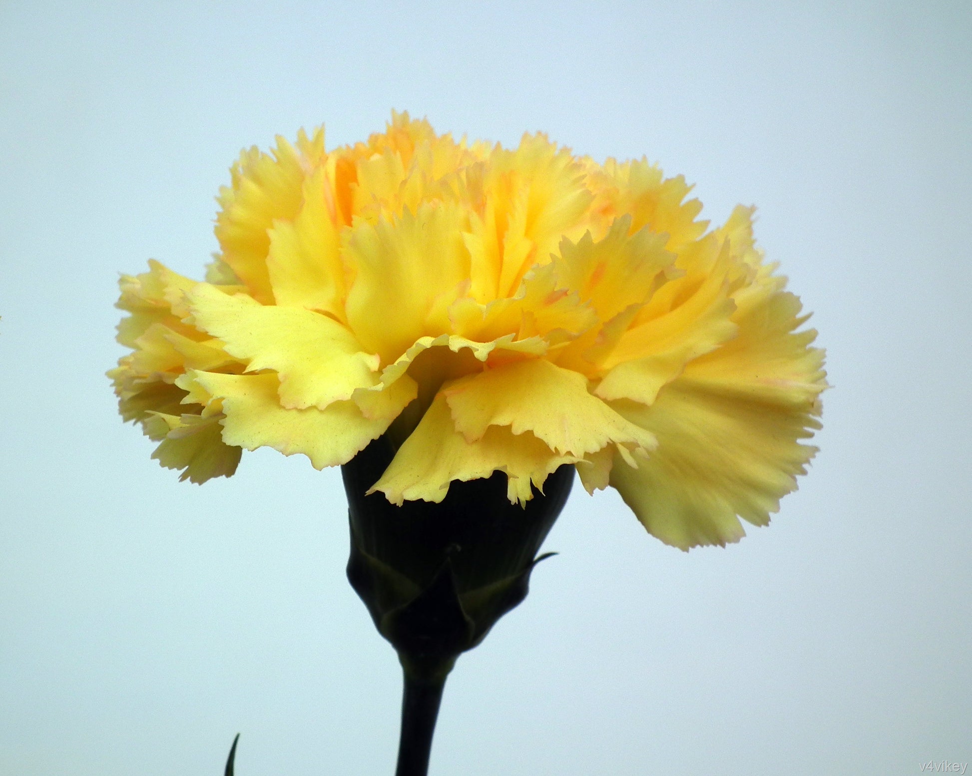 Yellow Carnations Flower seeds for Planting - Low Maintenance, Heirloom & GMO Free Seeds for Home Garden