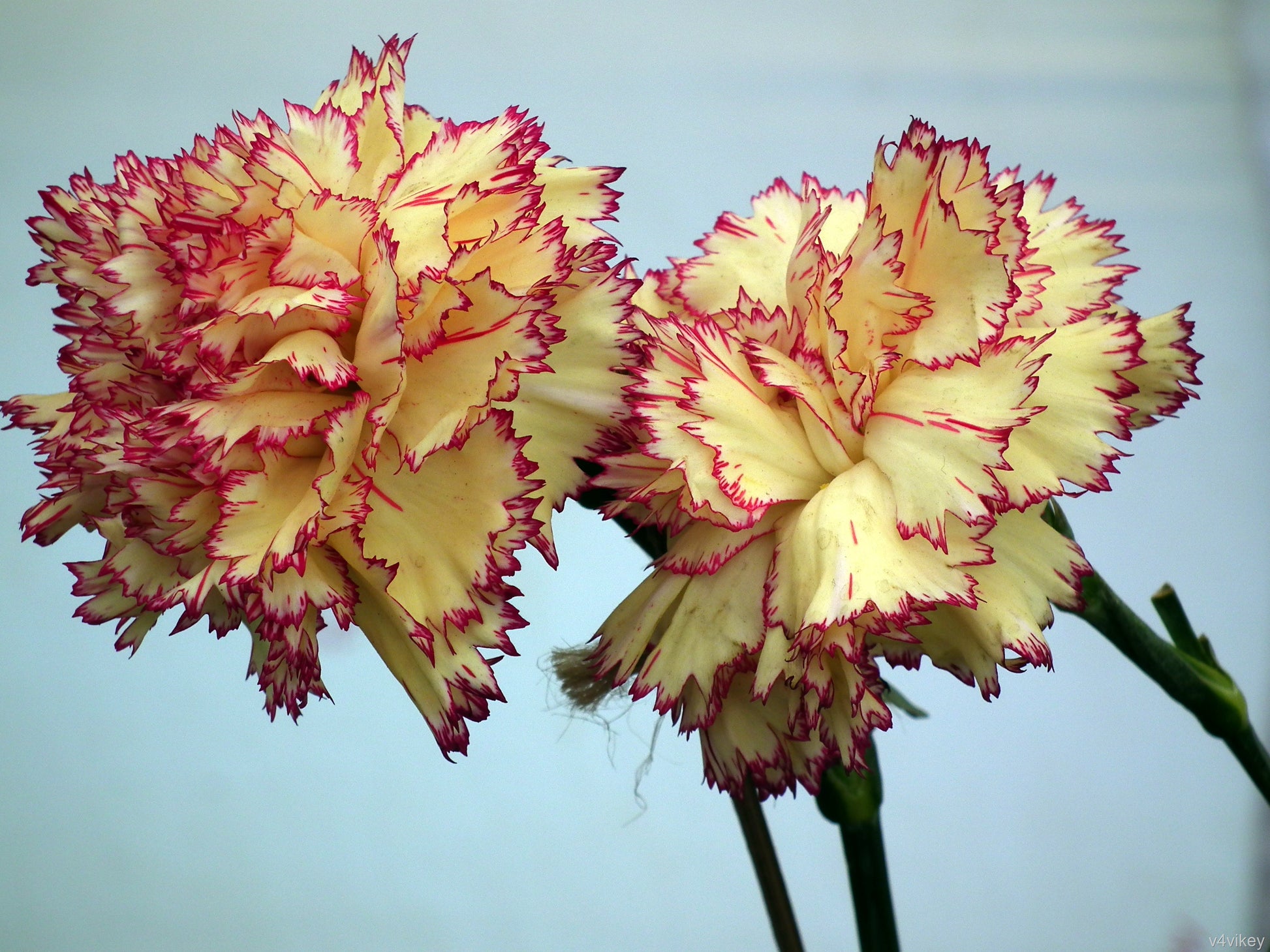 Yellow Purple Carnation Flower Seeds for Planting  Ideal for Garden Beautification and Vibrant Floral Displays