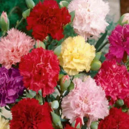 Carnation Flower seeds for Planting Garden Favorite Heirloom & GMO Free Seeds for Home Garden