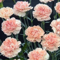 Pink White Carnation Flower seeds for Planting Compact Growth Heirloom & GMO Free Seeds for Home Garden 
 
 Sale