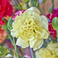 Carnation Flower seeds for Planting - Cottage Garden Essential, Heirloom & GMO Free Seeds for Home Garden
