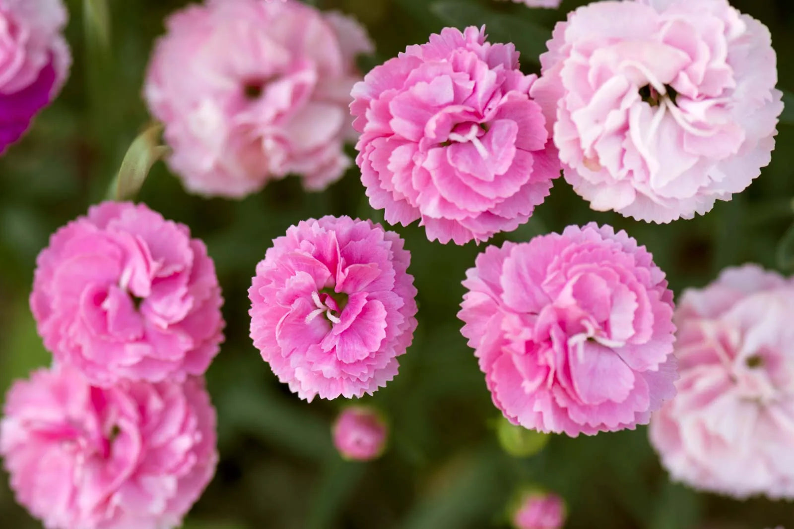 Carnations Flower seeds for Planting - Premium Quality, Heirloom & GMO Free Seeds for Home Garden