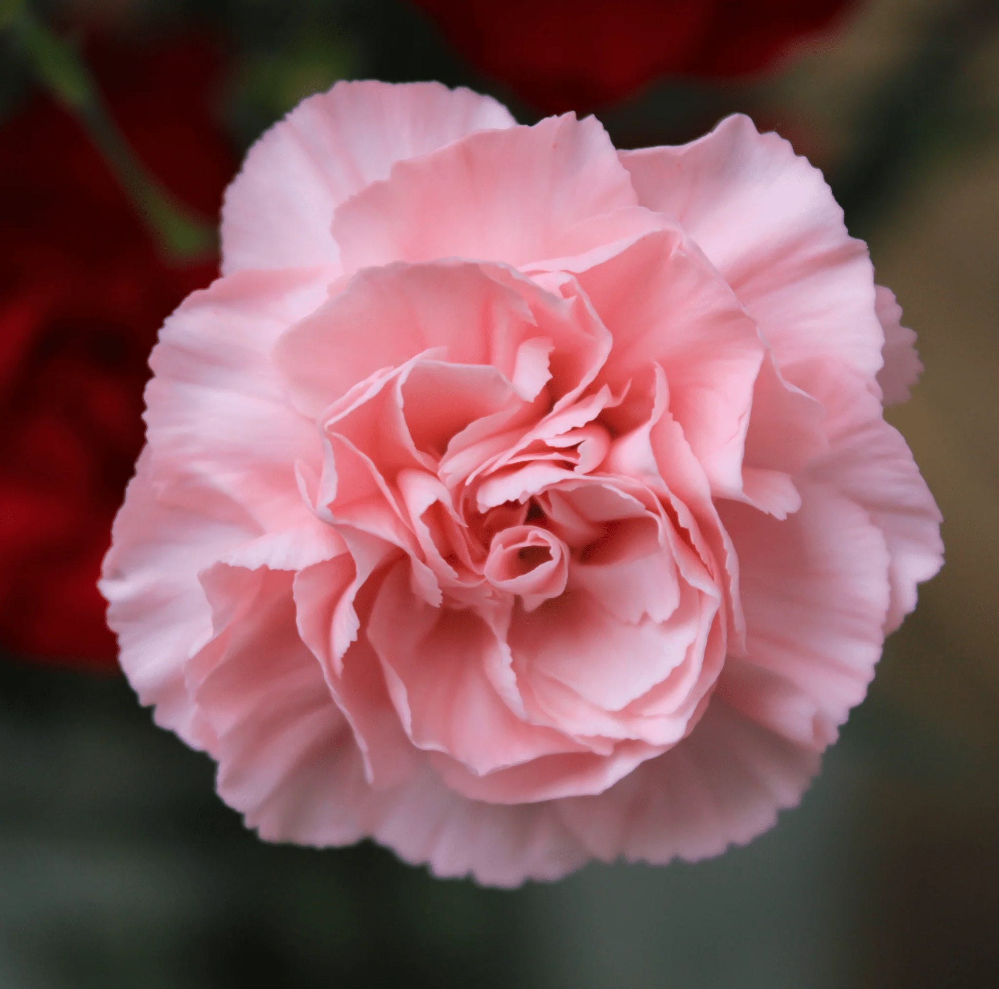 Pink Carnation Flower Seeds for Planting ,Seed Collection