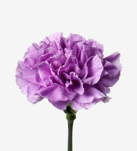 Violet (Violet Carnation) seeds for planting in home garden