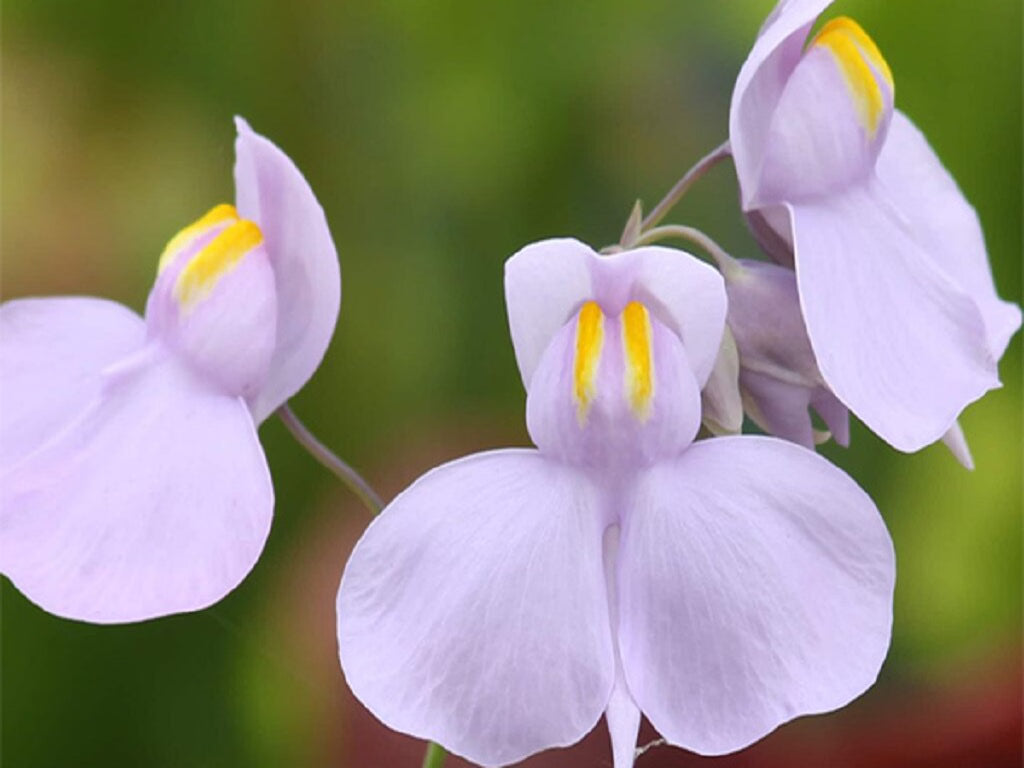 Violet Utricularia Flower seeds for Planting - Wildflower Mix, Heirloom & GMO Free Seeds for Home Garden
 
 Sale