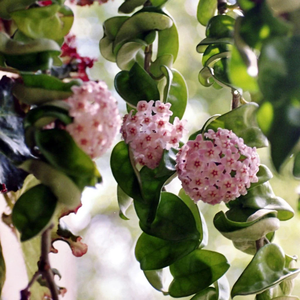 Light Red Hoya Flower Seeds for Planting Seasonal Bloomer Heirloom & GMO Free Seeds for Home Garden
 
 Sale