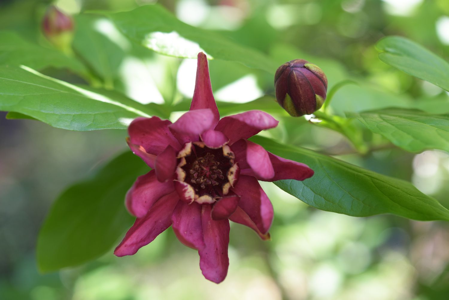 Red Carolina Allspice Flower seeds for Planting - Drought Tolerant, Heirloom & GMO Free Seeds for Home Garden