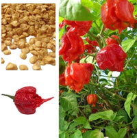 Freshly harvested vegetables from Carolina Vegetable Seeds Kit