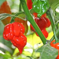 Carolina vegetable seeds for planting in home gardens