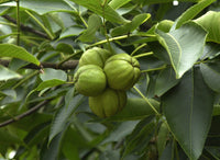 Carya Ovata Green Seeds for Planting, Step-by-Step Guide to Grow Shagbark Hickory Trees