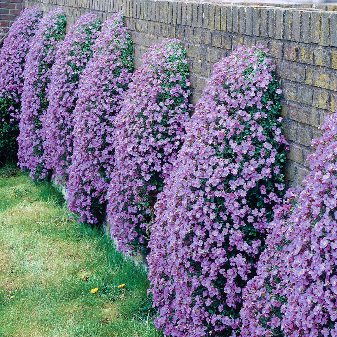 Cascade Trailing Flower Planting Seeds – Perfect for Baskets and Borders
