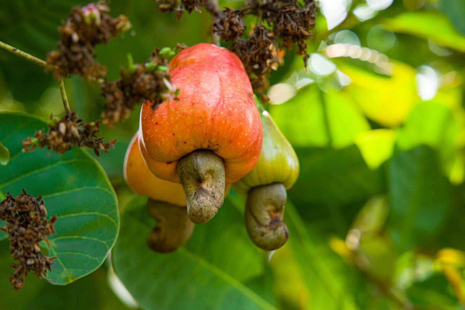 Cashew seed germination and planting guide