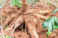 High quality Cassava seeds non GMO