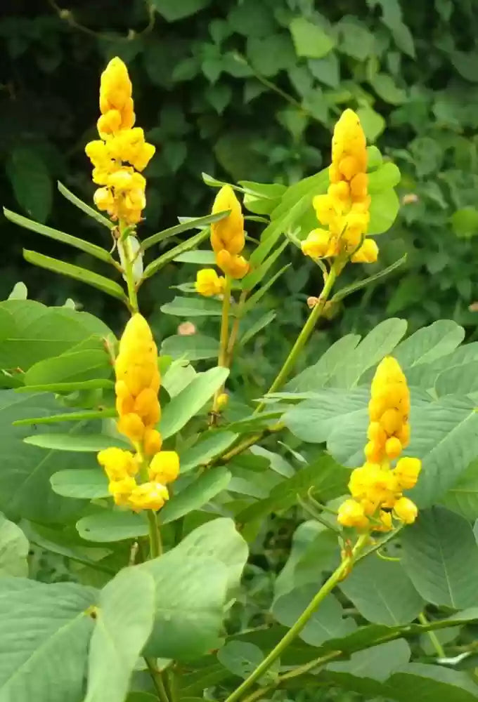 Cassia Alata Leaves and Flowers in Full Sun