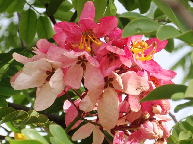 Javanica Flower seeds for Planting - Fragrant Blossoms, Heirloom & GMO Free Seeds for Home Garden