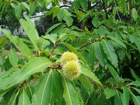 Castanea dentata American chestnut seeds growing into tall native tree