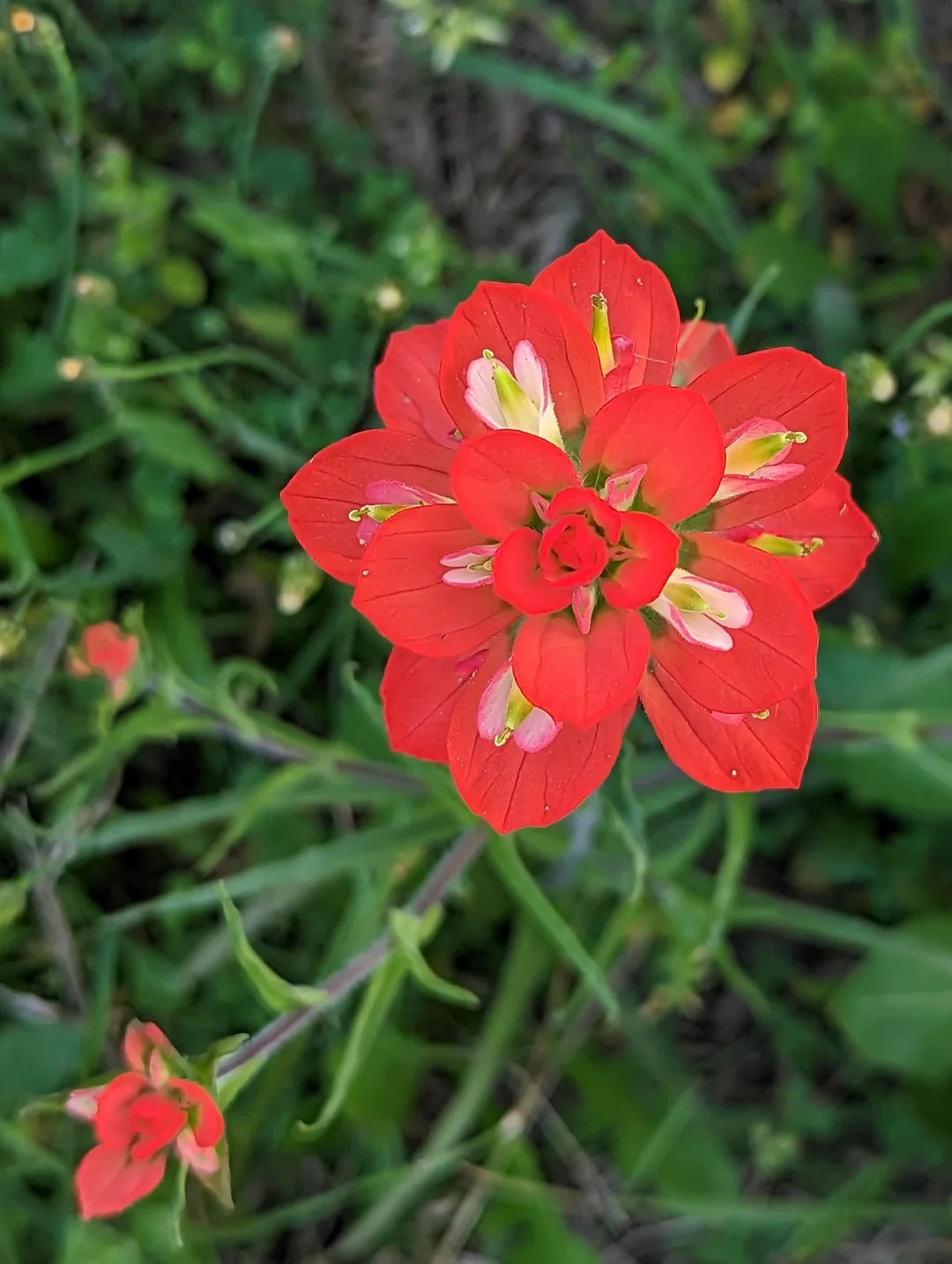 Castilleja Indivisa Flower seeds for Planting, Easy to Grow Heirloom & GMO Free Seeds for Home Garden