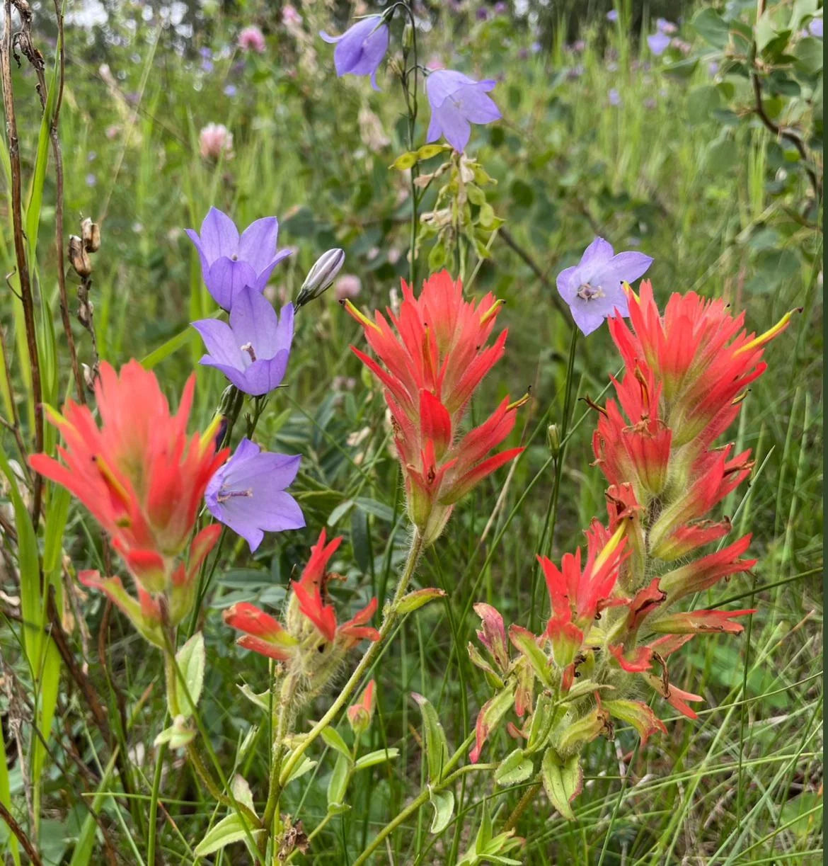 Castilleja Coccinea Seeds for Planting in Wildflower Garden and Meadow