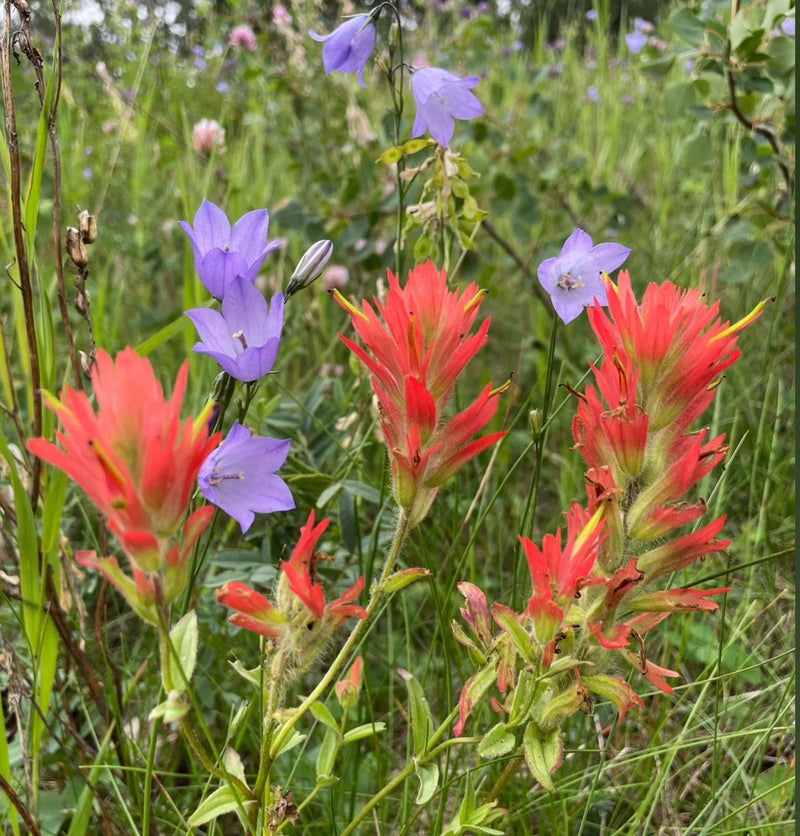 Castilleja Coccinea Seeds for Planting in Wildflower Garden and Meadow