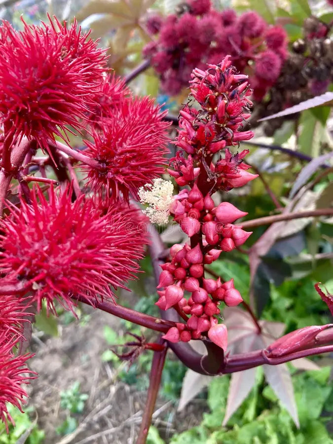 Castor flower seeds - Flower seeds for Planting - Low Maintenance, Heirloom & GMO Free Seeds for Home Garden